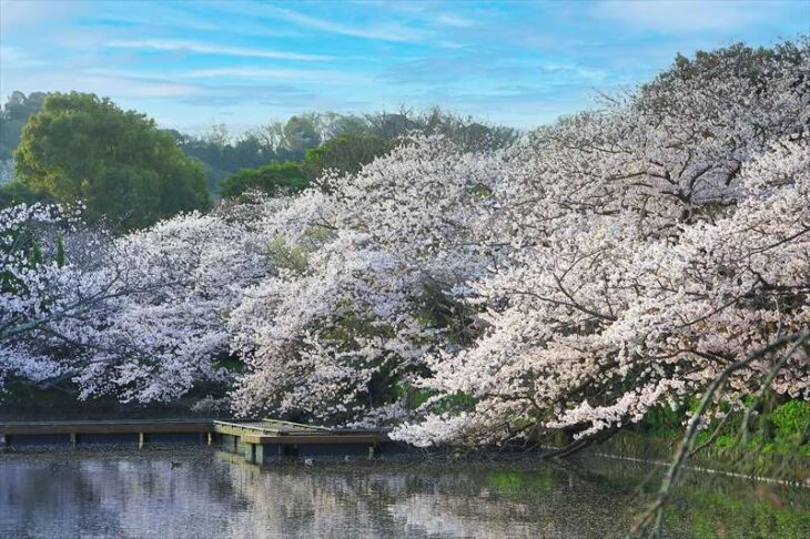 桜の花
