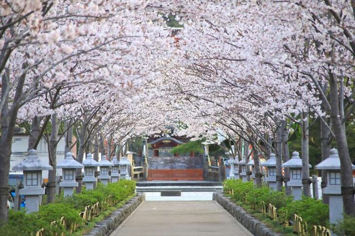 鎌倉 段葛の桜