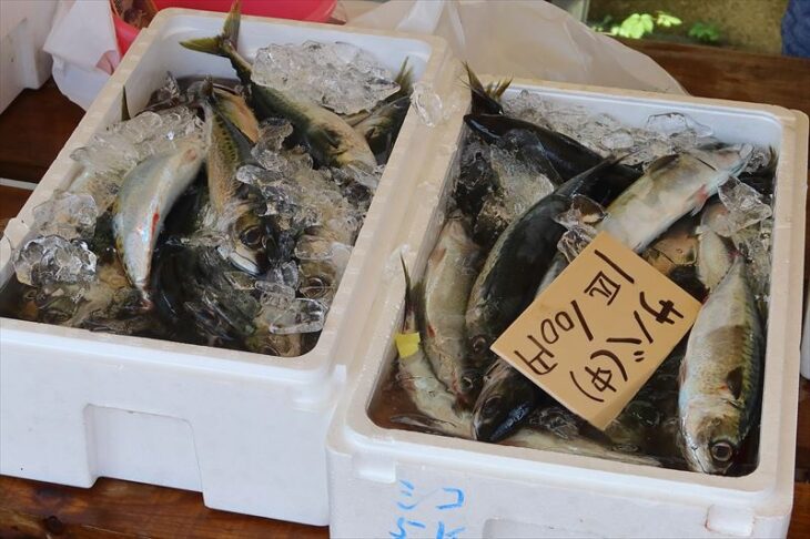 水産品（サバ）