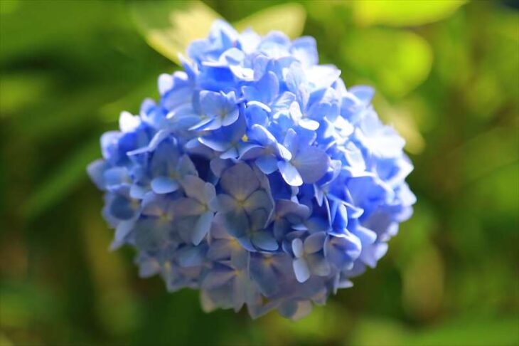紫陽花