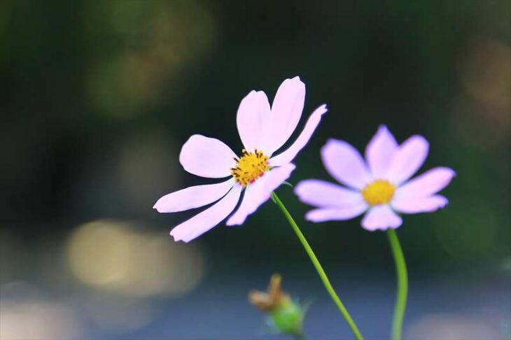 コスモスの花