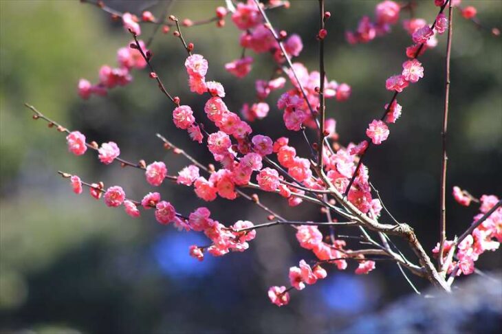 梅の花